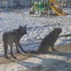 Волчица прибилась к бродячим собакам. Фото: 4_lapy_vl — newsvl.ru