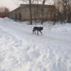 Через несколько дней зверя заметили в Вольно-Надеждинском. Фото: nadega.inform — newsvl.ru