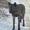 В Надеждинском районе поймали бродившую по улицам канадскую волчицу