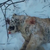 В лесу в Красноармейском районе убили тигрёнка