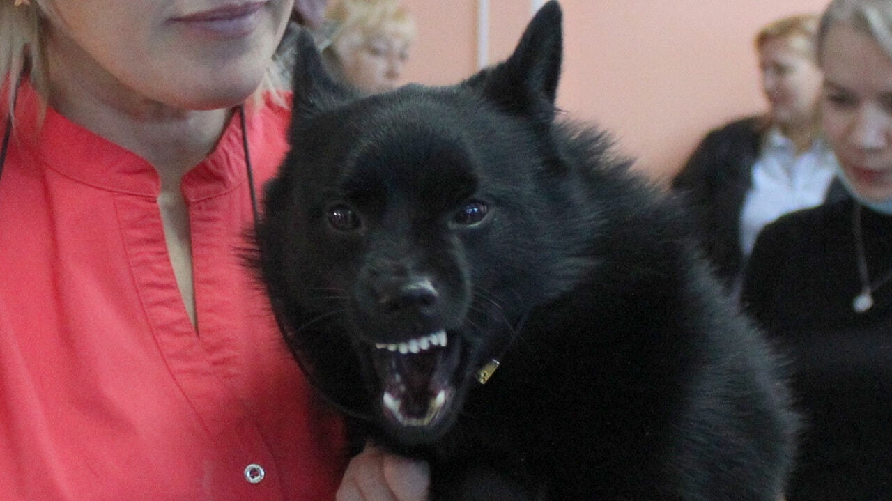 «Собаку-кошку» представили на выставке в Комсомольске (ФОТО; ВИДЕО)