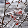 Самый холодный январь во Владивостоке был 100 лет назад — синоптики
