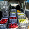 Фермеры привезли целый микроавтобус фруктов — newsvl.ru