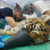 В Приморье провели сложную операцию тигрёнку, найденному у реки с обморожением и травмой челюсти (ФОТО)