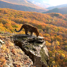 Дальневосточный леопард преподнес сенсацию, впервые за последние 50 лет перейдя Транссиб