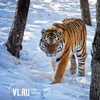 За год в Приморье было зафиксировано 155 конфликтных ситуаций между тигром и человеком