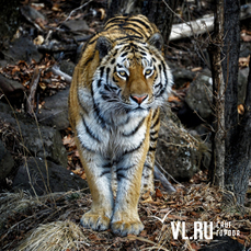 Из-за угрозы сокращения численности амурских тигров на Дальнем Востоке пересчитают на всём ареале обитания