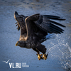 «Орлы летят!»: величественные птицы вернулись на зимовку во Владивосток