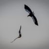 Белоплечие орланы прилетают во Владивосток на зимовку — newsvl.ru