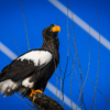 Крепкие когти и клювы делают орланов опасными противниками для других птиц и многих животных — newsvl.ru