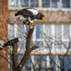 Вороны часто стаями нападают на орланов — newsvl.ru