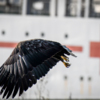 Широкие и длинные маховые перья помогают орланам парить в воздухе — newsvl.ru