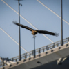 Во Владивосток орланы прилетают зимой — newsvl.ru