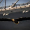 А орланы наблюдают за ними — newsvl.ru