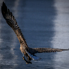 Рыбу с воды орланы поднимают когтями — newsvl.ru