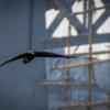 В Золотом Роге сейчас можно встретить почти десяток хищных птиц — newsvl.ru