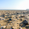 Пляж на Шаморе усыпан множеством камней и ракушек — newsvl.ru