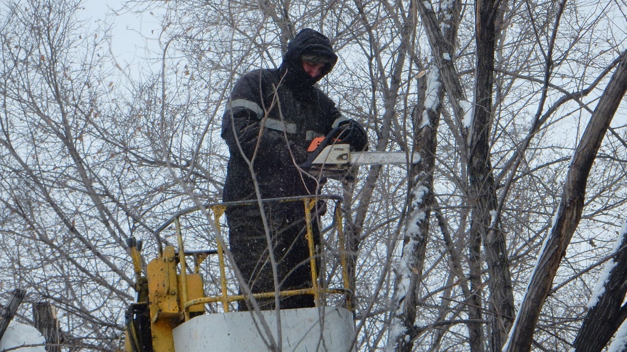 На проспекте Мира, 36 снесли дерево напротив входа в магазин (ФОТО) —  Новости Хабаровска