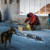 На запах рыбы сбегаются бездомные собаки — newsvl.ru