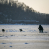 Иногда по пути к острову встречаются бродячие собаки — newsvl.ru