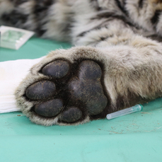 Маленькую тигрицу с травмой челюсти, найденную в Анучинском районе, ждёт ещё минимум одна операция