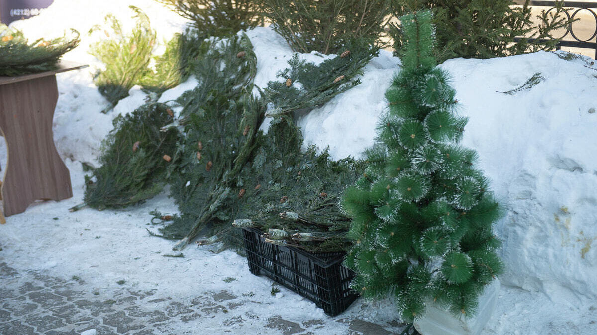 Памятник жадности: свалку из непроданных новогодних елок нашли экологи (ВИДЕО)