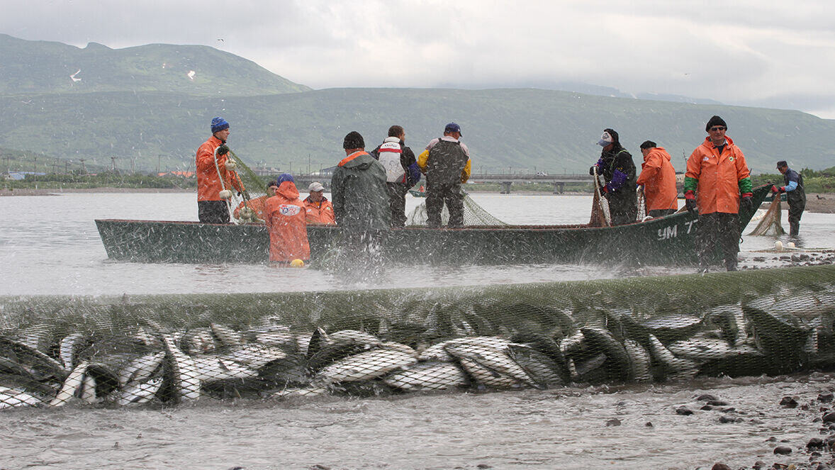 О тотальном влиянии браконьеров на популяцию лосося в Амуре заявили промышленники