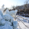 Замерзающая вода сломала несколько деревьев — newsvl.ru