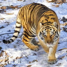 Из-за гибели кабанов сместились границы обитания некоторых амурских тигров в Приморье