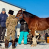 Этот конь не горит желанием осуществить лыжный спуск — newsvl.ru