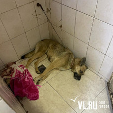 После смерти собаки в вольере ветклиники во Владивостоке подано сразу несколько заявлений в полицию
