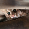 Лесной «кот-автомеханик» больше часа не хотел вылезать из-под автомобиля в Ханкайском районе (ВИДЕО)