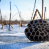 За лотосы можно не переживать — семена с наступлением холодов впадают в анабиоз — newsvl.ru