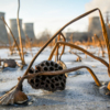 За лотосы можно не переживать - через полгода появятся новые растения — newsvl.ru