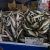 Сами рыбаки на рынке не торгуют — newsvl.ru