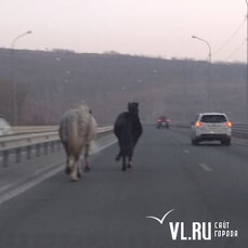 Две лошади скачут по объездной трассе во Владивостоке (ВИДЕО)