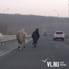 Две лошади оказались на объездной трассе Владивостока из-за открытого загона (ВИДЕО)