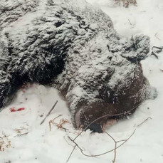 Полиция не стала возбуждать уголовное дело после смертельного нападения медведя на женщину в Артёме