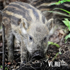 В Артёмовском городском округе обнаружили новый очаг африканской чумы свиней