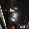 Во Владивостоке задержали двух мужчин за поджог лифта в доме на Горийской – они оказались «мстителями» (ВИДЕО)
