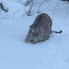 Отъелся в тайге: упитанного тигра засняли на видео в Кировском районе (ВИДЕО)
