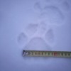 Снимок тигриного следа сделан автором видео — newsvl.ru
