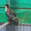 Краснокнижного орлана с повреждённым клювом выходили, откормили и отпустили на волю в Приморье