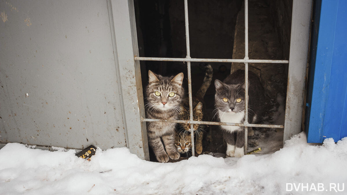 Бродячих кошек массово отлавливают в Хабаровске