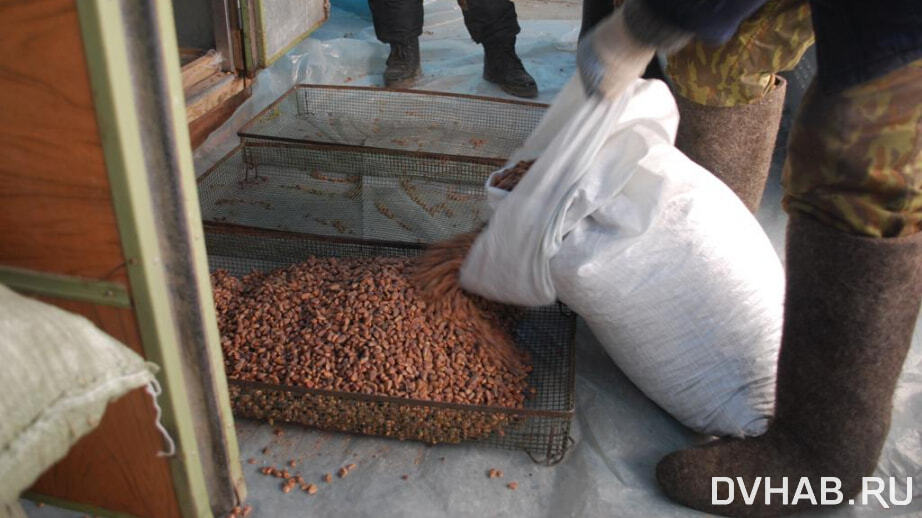 Более 43 тонн семян заготовил Хабаровский край за год (ФОТО)
