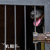 Добровольно-принудительная маркировка, отлов за деньги и единый сайт «потеряшек»: в Приморье изменили закон о безнадзорных животных