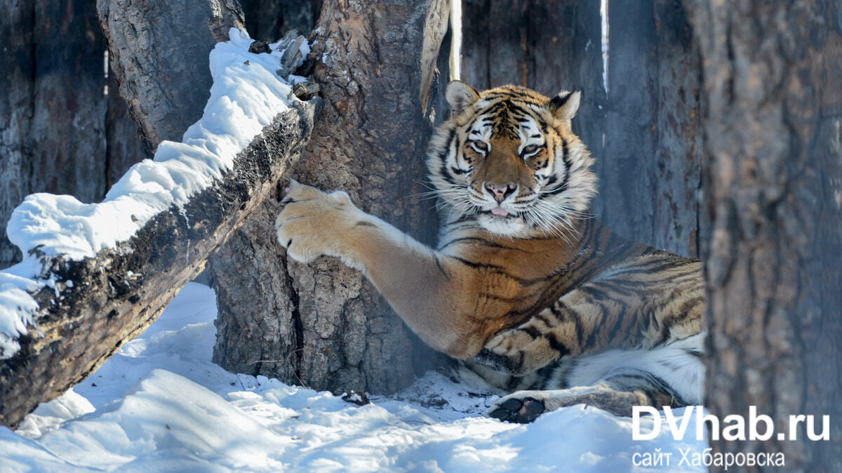Искусственный интеллект подсчитает количество тигров в Хабаровском крае