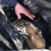 Жителей Красноармейского района задержали при попытке сбыть шкуру и дериваты тигра (ВИДЕО)