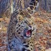 Поругалась с вороной: юная самка леопарда попала в объектив фотоловушки из-за надоедливой птицы (ФОТО)