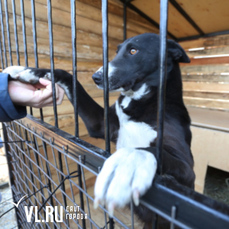 Временный дом: отловленных безнадзорных собак из Владивостока отправляют в приют под Артёмом 